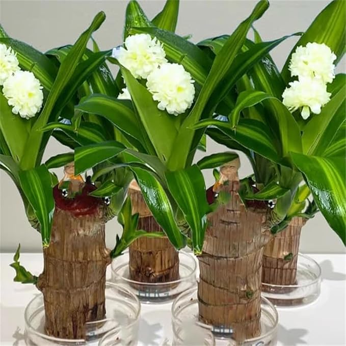 Brazilian Lucky Wood, Brazil's Lucky Tree Doesn't Need to Wait to Sprout, Hydroponic Stump for Purifying Indoor Air, Office Desk Decorations Plant Pot (C)