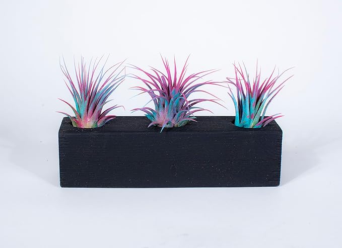 Air Plants 3 Pack - Tillandsia Ionantha - 3 Hole Planter - Organically Enhanced Color - Live Arrival Guaranteed - House Plants for Home Decor & Gift (3Pk Blue Pink + Planter)