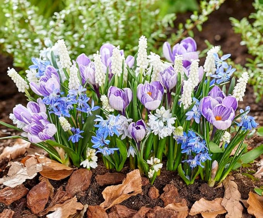 Early Spring Bloom Mix - Muscari, Sqill and Crocus - Packaged Seperatly (30 Bulbs, 10 of Each)