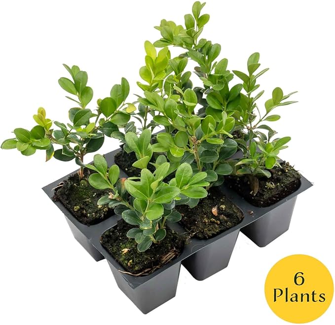 6 Winter Gem Boxwood in 2.5” Nursery Cubes (Buxus microphylla VAR. Japonica) | Evergreen Shrub for Hedges, Borders & Topiary | Ready-to-Plant Live Starter Plants