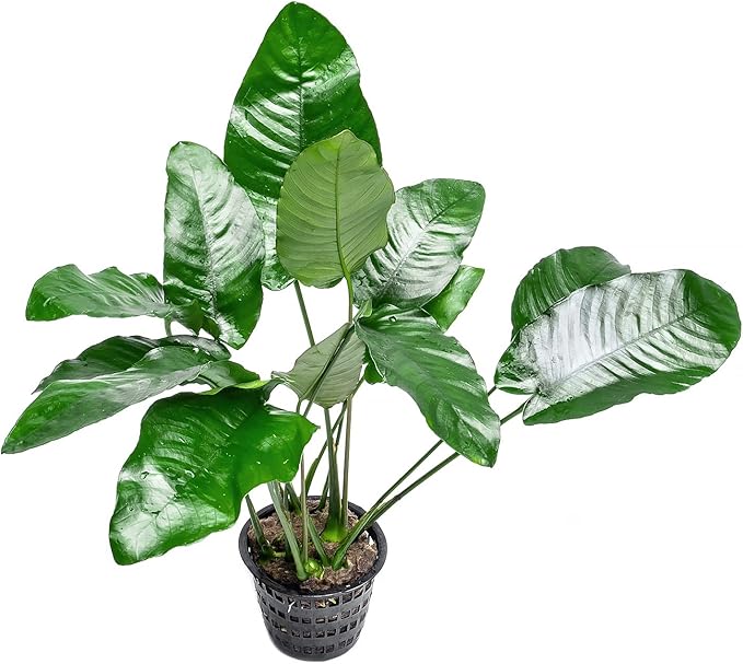 SubstrateSource Anubias Live Aquarium Plants - Potted Freshwater Plant for Fish Tanks, Terrariums - Beginner Friendly Low Light (Barteri, Mother Plant)