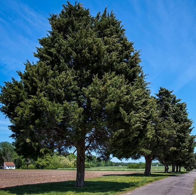 Eastern Red Cedar Tree - 10-16" Tall Live Plant - Quart Pot - Redcedar Juniper Evergreen Seedling - Juniperus virginiana