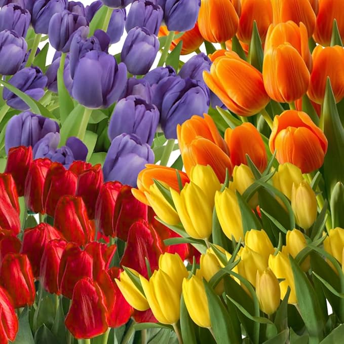 20 Mixed Tulip Flower Bulbs for Fall Planting, 11/12 cm Top Size Tulip Bulbs Bulk Pack of Colorful Tulips for Spring Blooms, Grow Flowerbeds, Fresh Harvest