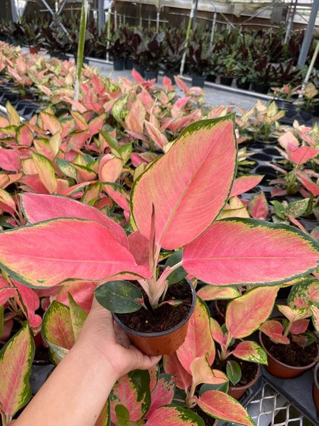 Aglaonema Pink Pearl – Live Plant in 4" Grower’s Pot, Easy to Grow Low Maintenance Indoor Houseplant, Pink Plants - Includes UniHeat Pack for Winter Protection