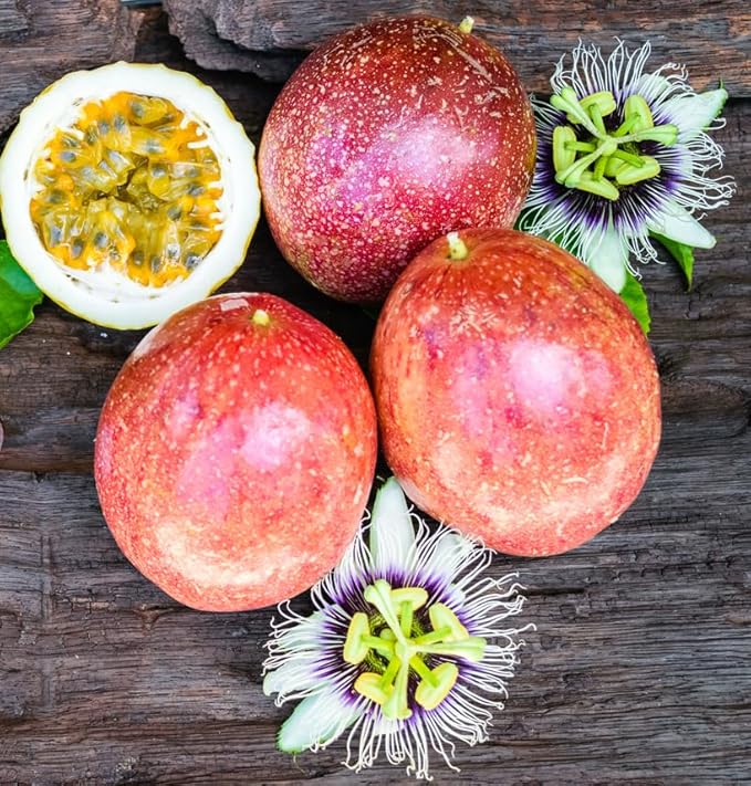 Panama Red Passion Fruit Plant – Passiflora Edulis Panama Red – Live Plant