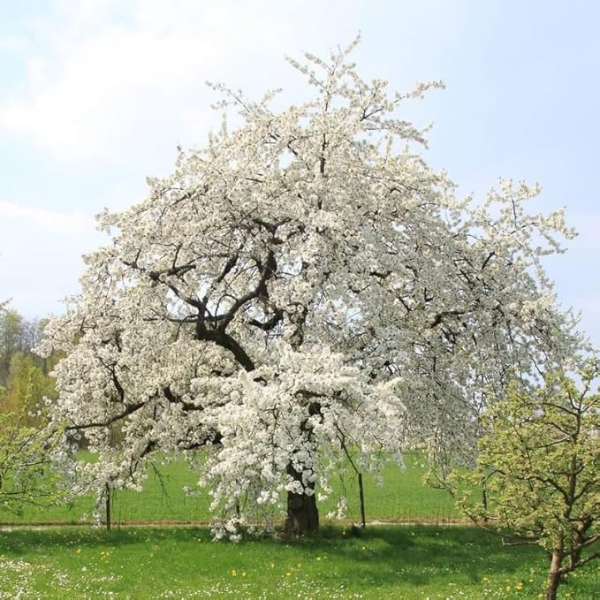 Cherry Blossom Tree, White Cherry Tree Live Plant, 6-12 Inch Tall in 2.5 Inch Pot, Dormant in Winter