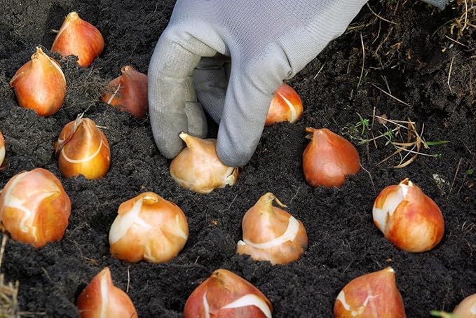 Marde Ross & Company 5 Weber's Parrot Tulip Bulbs - Spring Bulbs