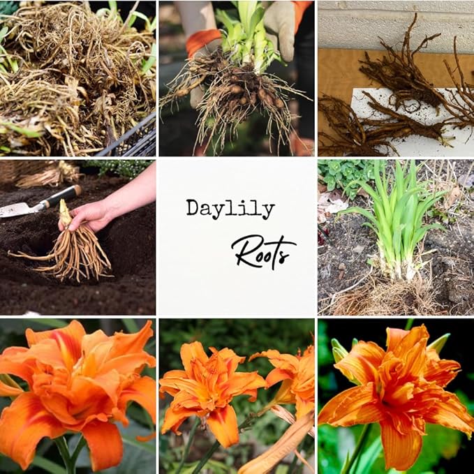 3 Double Orange Daylily Bulbs for Planting, Reblooming Daylilies Bulbs, Perennial Flowers Bulbs