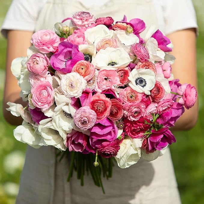 Eden Brothers Anemone & Ranunculus Bulbs - Moment in Time Mix