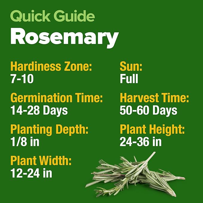 HOME GROWN Rosemary Seeds Pack - 150 High Germinating Non GMO Heirloom Herb Seeds for Planting in Indoor or Outdoor Herb Gardens (Salvia rosmarinus)