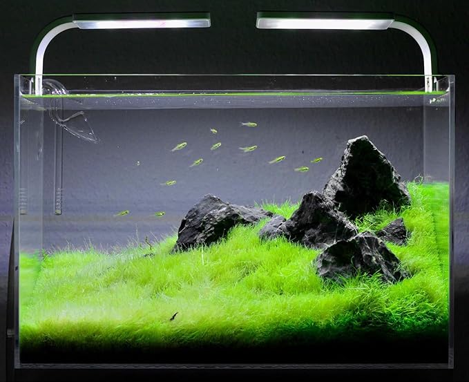 SubstrateSource Live Plant - Utricularia Graminifolia Tissue Culture Aquatic Live Aquarium Plant Grass Carpet for Aquascape - 100% Snail Free in Vitro Cup (Utricularia Graminifolia)