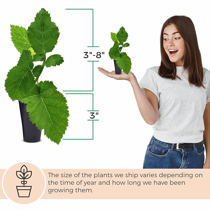 BlackBerry Plants Triple Crown (4 Pack) Live for Sale | Easy to Grow Plants | Edible Fruit Plant for Sustainable Living | Grow Your own Food on Your Organic Garden | Live for Planting |