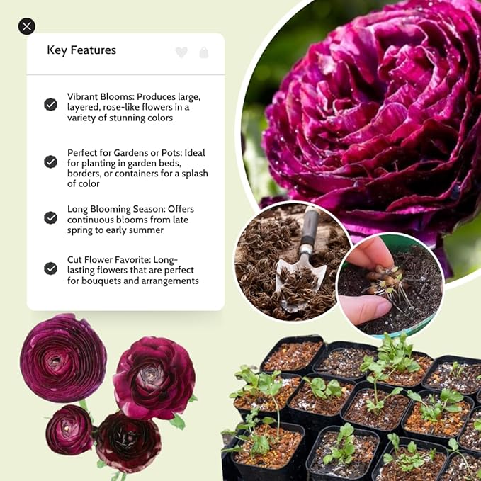 30 Ranunculus Bulbs for Fall Planting, Butterfly Ranunculus Corms, Peony Ranunculus Flower Bulbs for Garden, Vibrant Blooms in Spring (Purple Ranunculus)