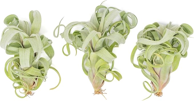 Air Plant Shop 3 Pack Tillandsia Curly Slim (T. Intermedia x T. Streptophylla) Air Plant - Succulents - Live Tillandsia - Easy Care Indoor and Outdoor House Plants