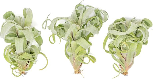 Air Plant Shop 3 Pack Tillandsia Curly Slim (T. Intermedia x T. Streptophylla) Air Plant - Succulents - Live Tillandsia - Easy Care Indoor and Outdoor House Plants