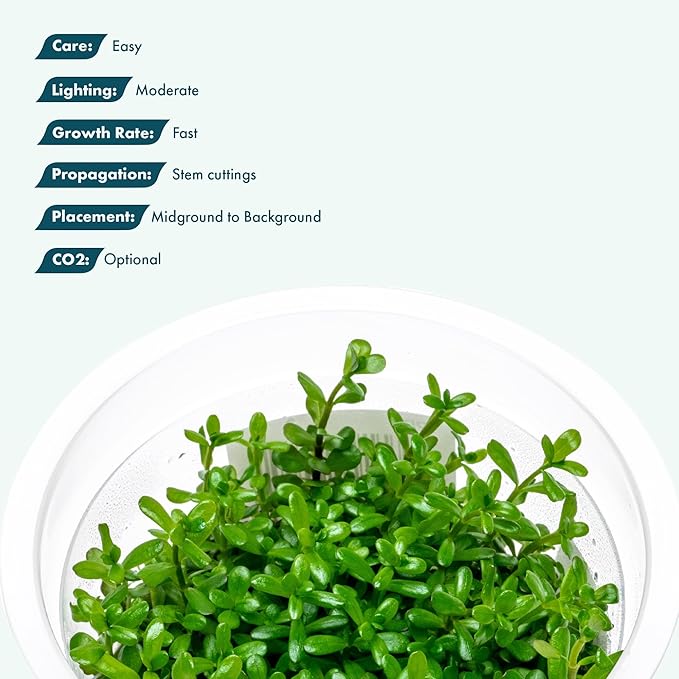 SubstrateSource Live Plant - Rotala Rotundifolia Green (Rotala rotundifolia) - Midground to Background Stem, Snail-Free in Vitro Aquarium Plant - Tissue Culture