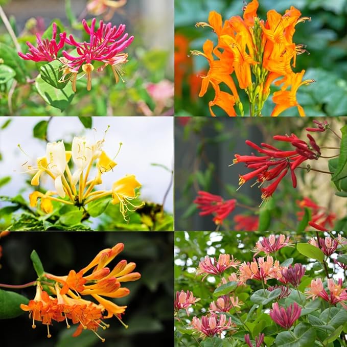 2 Mix Honeysuckle Plants Live, Fragrant Honeysuckle Climbing Vine for Garden, Trellis, or Fence, Starter Plugs 4-8 Inch (Mix Blooms)