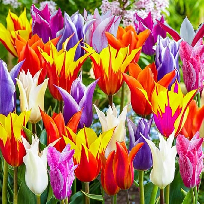 10 Triumph Tulip Bulbs for Fall Planting Mixed Perennial Flower Large Size Tulip Bulbs Changing Colors Mixture Size 12+ (Clusiana)
