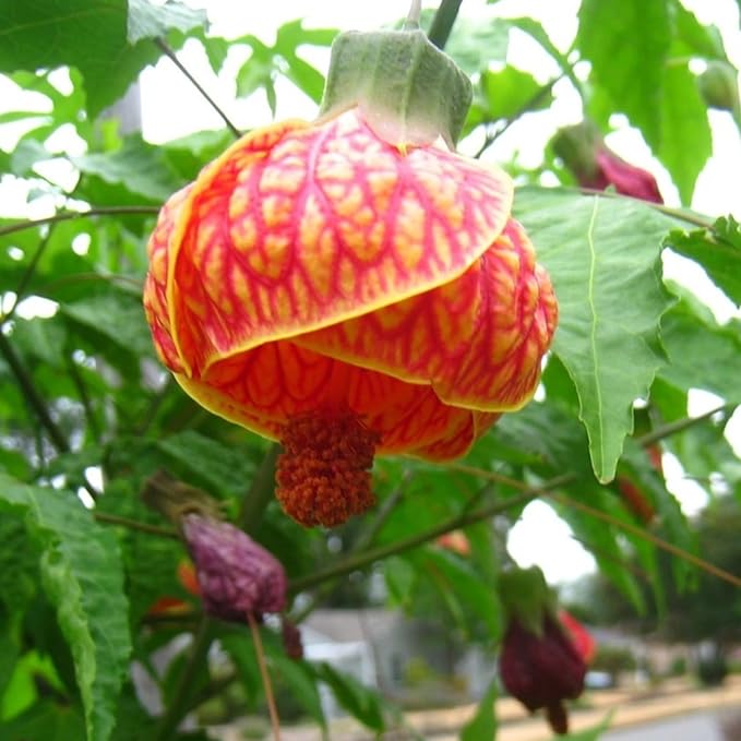 2 Abutilon Plants 5-9 Inches Tall - Lantern Trees Perfect for Enhancing Your Indoor and Outdoor Garden - Trailing Hanging Flower Vine (Orange Abutilon)
