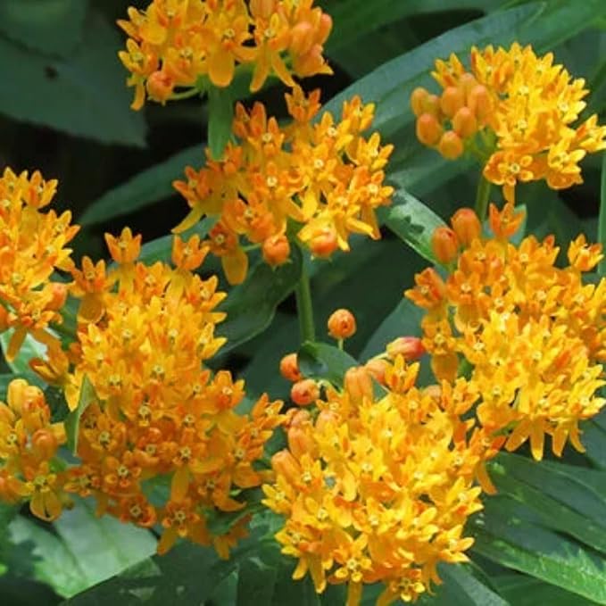 2 Milkweed Plants Live, Live Milkweed Plants, Asclepias Tuberosa Plant, 5 to 8 Inc Tall, Outdoors Gardening (Orange)