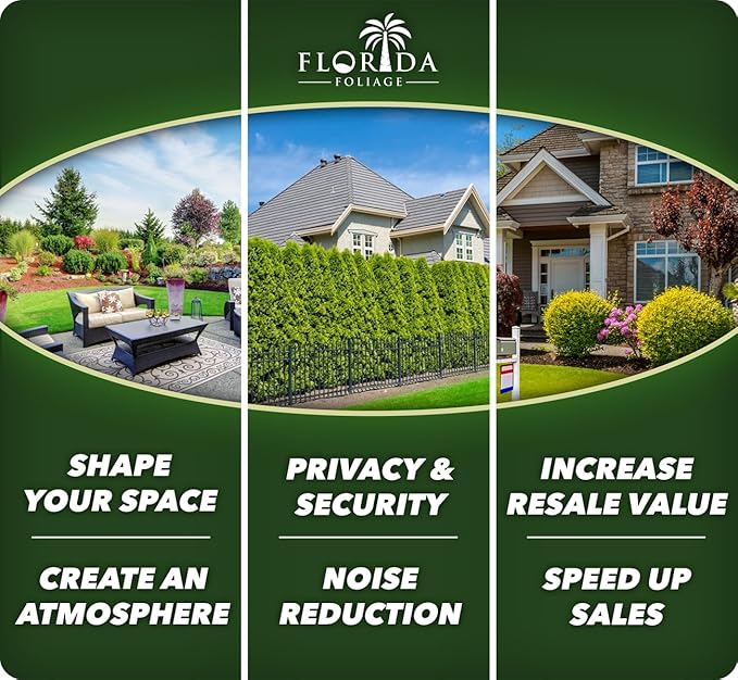 Viburnum Odoratissimum | 10 Live Plants | Viburnum odoratissimum | Fast Growing Privacy Hedge | Evergreen Screening Shrub