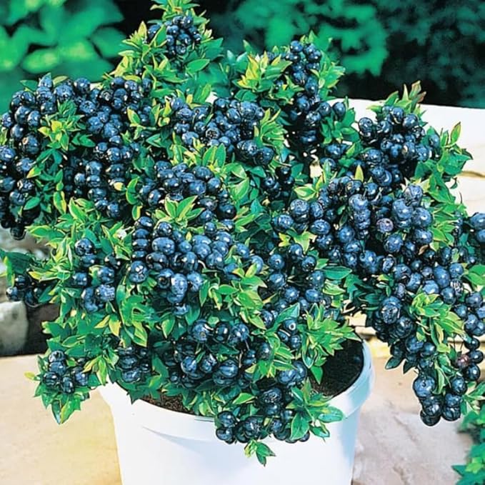 Top Hat Blueberry Plant Live for Planting, 4-8 Inch Tall Starter Plant, Hardy Blueberry Bush for Garden or Patio