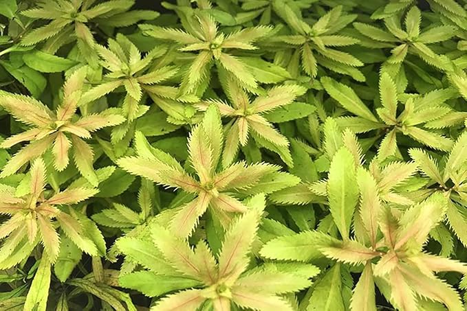 SubstrateSource Live Plant - Mermaid Weed Proserpinaca Palustris Tissue Culture Aquatic Live Aquarium Plant - 100% Snail Free in Vitro Cup (Mermaid Weed)