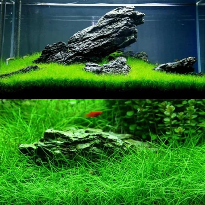 3 Pack Freshwater Aquarium Decor, Easy Growing Dwarf Carpet for Fish Tank/Terrarium, Natural Aquatic Plant Growth Material (Short Hair Grass)