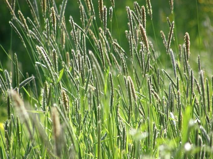 Climax Timothy Grass Seeds, 5 Pounds Pack by Seeds2Go