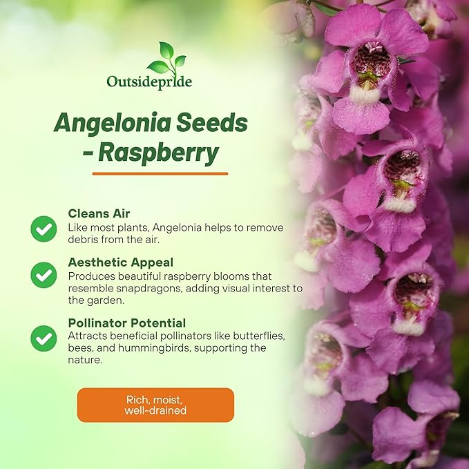 Outsidepride Serenita Raspberry Angelonia Snapdragon Seeds for Planting - 15 Pcs Perennial Flower Seeds, Pollinator-Friendly, Heat, Humidity & Drought-Tolerant, Compact Growth Habit for Containers