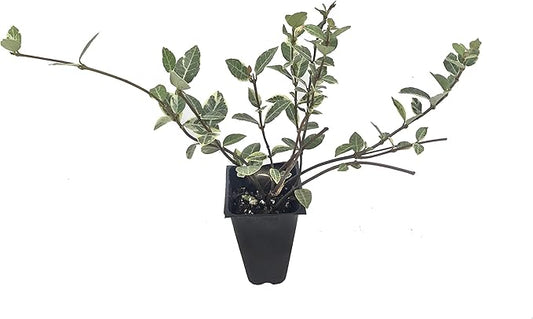 Variegated Asiatic Jasmine | 40 Live Plants | Trachelospermum Asiaticum | Fast Growing Ground Cover, Evergreen Foliage, Low Maintenance Vine, Landscaping Shrub, Drought Tolerant Plant