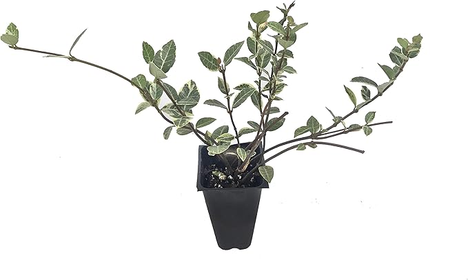 Variegated Asiatic Jasmine | 30 Live Plants | Trachelospermum Asiaticum | Fast Growing Ground Cover, Evergreen Foliage, Low Maintenance Vine, Landscaping Shrub, Drought Tolerant Plant