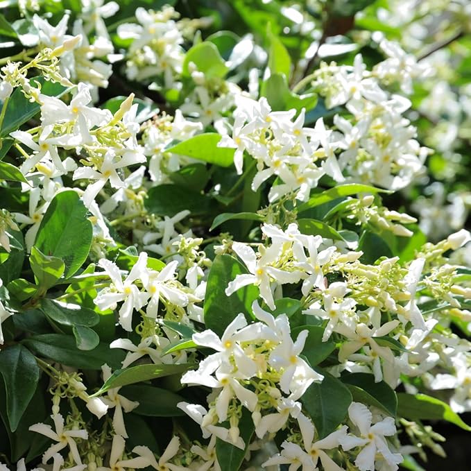 Star Jasmine Live Plant, Live Star Jasmine Plant, White Flowers Vine Live Plants, 4 to 6 Inch Tall, Indoor Outdoor Garden, No Pot, Perennial Flower Starter Plants for Growing