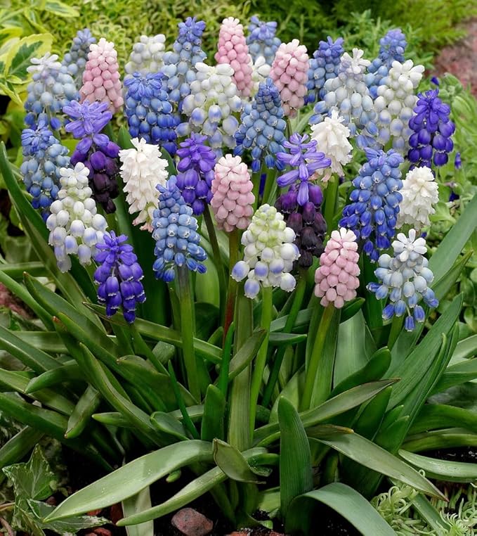 Muscari Mix Bulbs - Perennial Muscari 'Grape Hyacinth' | Fragrant and Narrow Strap Shaped Flowers - Easy to Grow Muscari (12 Pack)