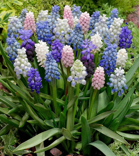Muscari Mix Bulbs - Perennial Muscari 'Grape Hyacinth' | Fragrant and Narrow Strap Shaped Flowers - Easy to Grow Muscari (12 Pack)