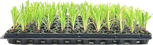 Dwarf Papyrus Plant | 3 Live Plants | Cyperus Shade & Wet Tolerant Aquatic Foliage
