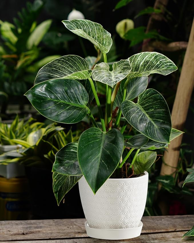Plant Pots, Flower Pots, Planters for Indoor Plants(6.5+5.5inch), Flower Pots for Indoor Plants with Drainage Hole and Saucer, Ceramic Pots for Plant with Hole Mesh Pad,White