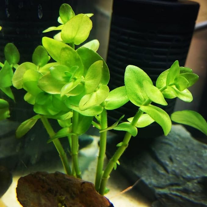 Bacopa Monnieri and Hornwort Aquarium Plant Bundle- Live Freshwater Plant for Aquascaping, Low Maintenance, Easy Beginner-Friendly Decor for Fish Tank Decoration