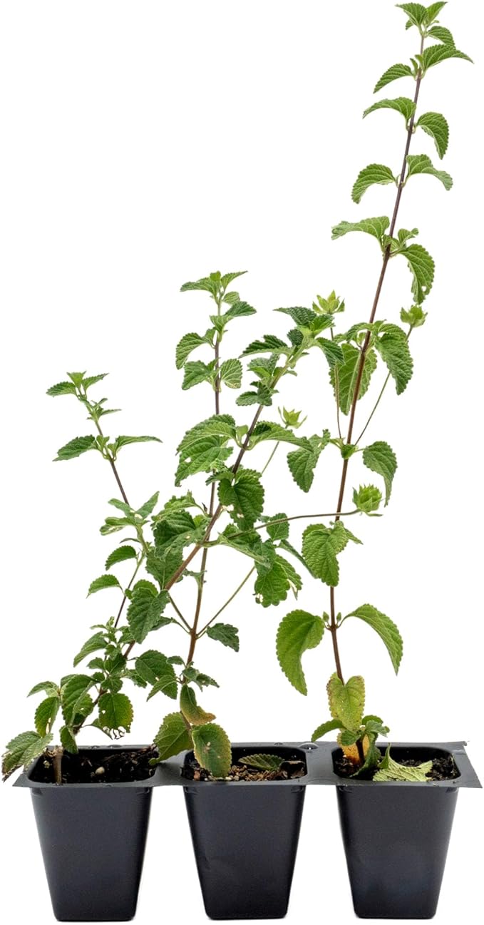 3 Lavender Lantana in 2.5” Nursery Cubes (Lantana montevidensis) | Trailing Live Evergreen Shrub for Containers & Landscapes | Ready-to-Plant Live Starter Plants
