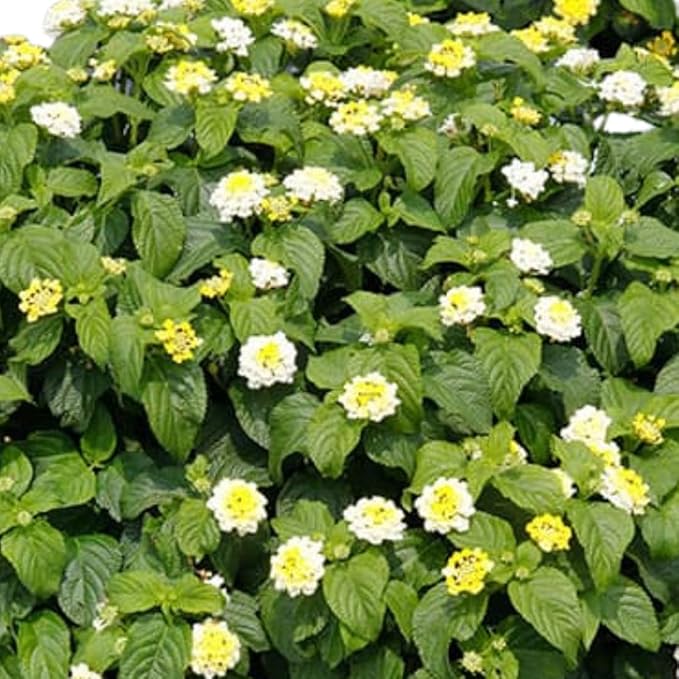 2 Trailing Lantana Plants Live, Lantana Live Plants for Planting Outdoors Between 5 and 7 Inc Long Garden (White)