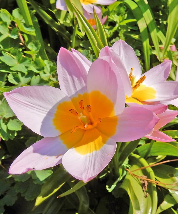Easy Ground Cover Tulip Tarda -12 Bulbs-Mixed Colors | Red, Yellow, Orange, Pink & White Flowers – Low‑Growing Spring Bloomers for Gardens & Containers–Zones 3–8-Attracts Butterflies & Bees (12 Bulbs)