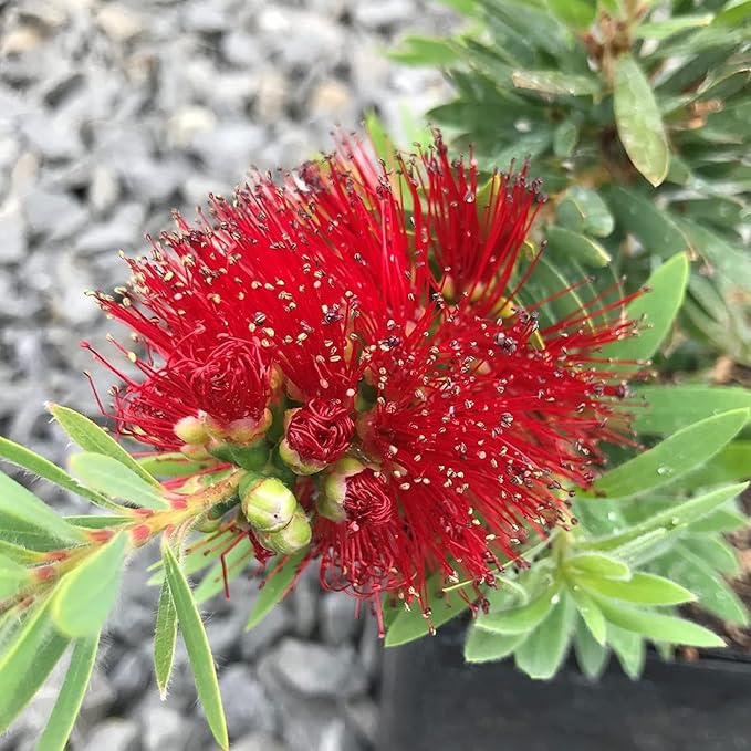 Little John Dwarf Bottlebrush | 2 Large Gallon Size Plants | Callistemon Compact Heavy Blooming Shrub