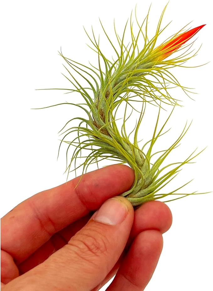 ragnaroc Air Plants - Tillandsia Funckiana Hybrid, Large 5-7" - 1ct - Live Arrival Guaranteed - House Plants for Home Decor & Gift
