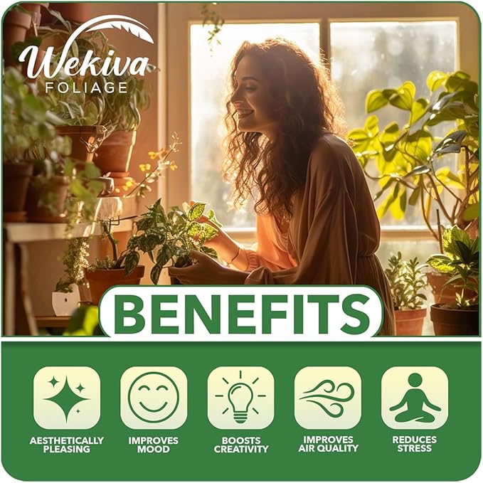 Bordelon Banana Tree - 4 Live Starter Plants - Musa - Edible Fruit Bearing Tree for The Patio and Garden