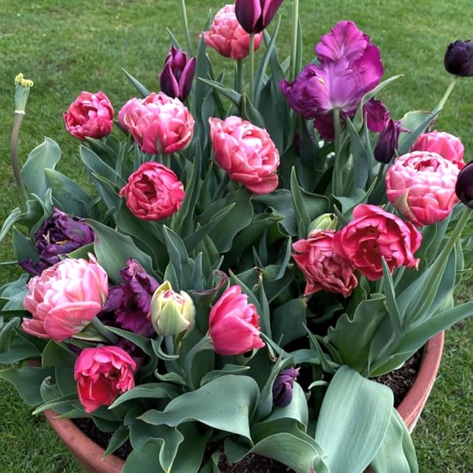 15 Mix Double Tulip Bulbs for Fall Planting, Tulip Spring Flower Bulbs Perennial Outdoor, Colorful Blooms Groundcover Bulb