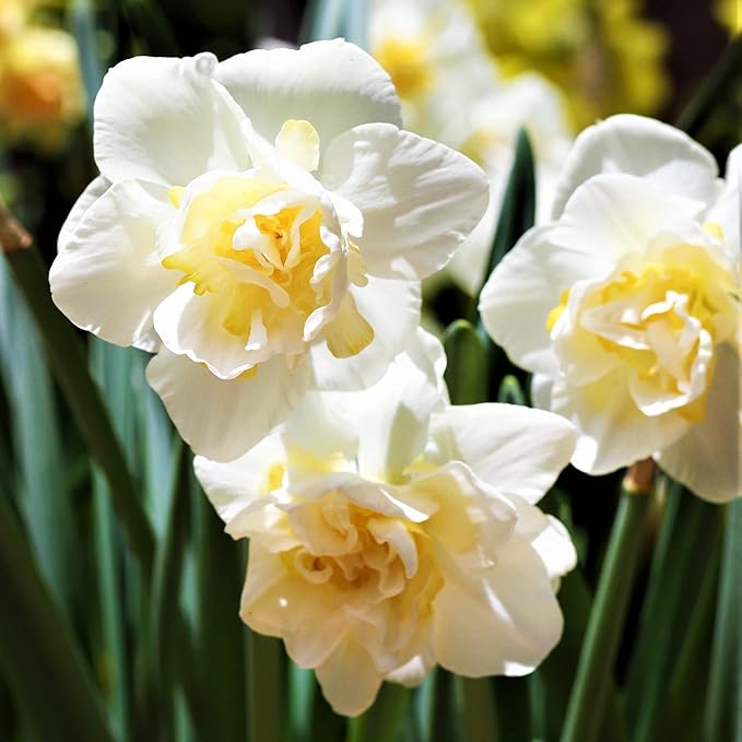 Easy to Grow Narcissus Daffodil White Lion 10 Plant Bulbs - Fragrant White & Yellow Double Flowers in Spring, Full Partial Sun Outdoor Zones 4-8