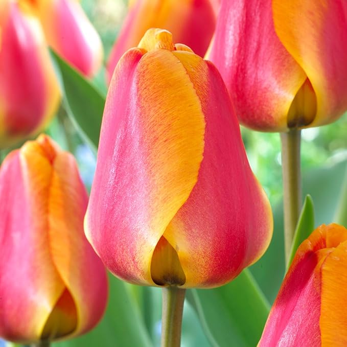 Garden State Bulb Darwin Hybrid Apeldoorn's Elite Tulip Flower Bulbs, 12/+ cm, Fall Planting (Bag of 25)