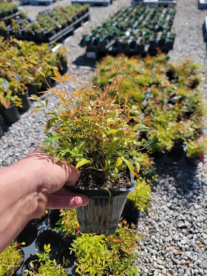 Firepower Nandina Heavenly Bamboo - Live Plant - (1 QT)