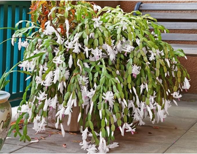 Thanksgiving Cactus Plants Live in 4" Pot, Holiday Christmas Cactus, Colorful Indoor Houseplant, Zygocactus Like, Ready to Bloom (White)