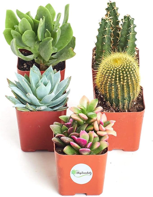 Shop Succulents Premium Live Mini Cactus and Succulent Plants in 2" Pots, Easy Care Indoor or Outdoor Gardening, Terrariums, Favors, & Contemporary Spaces with Hardy, Resilient Varieties, Pack of 5